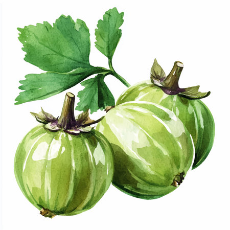 Watercolor gooseberry isolated on white background. Hand drawn illustration.のイラスト素材