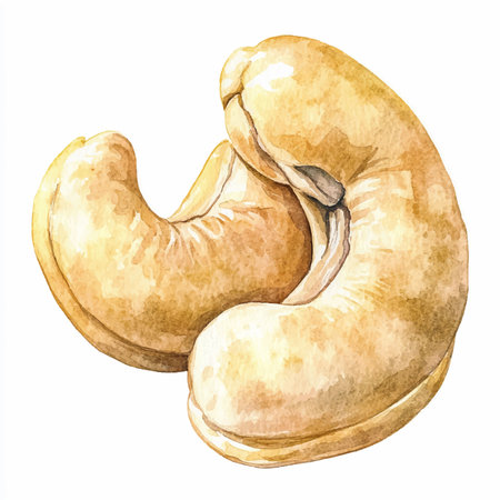 Watercolor cashew nuts on white background. Hand drawn illustration.のイラスト素材