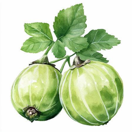 Watercolor illustration of gooseberries with leaves on a white background.のイラスト素材