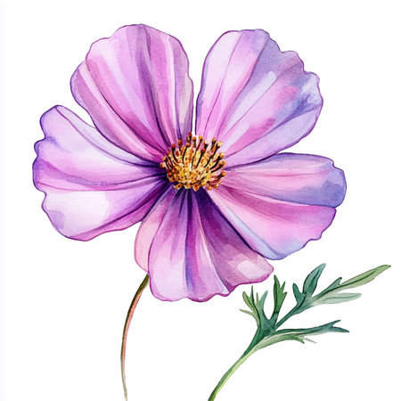 Cosmos flower isolated on white background. Hand drawn watercolor illustrationのイラスト素材