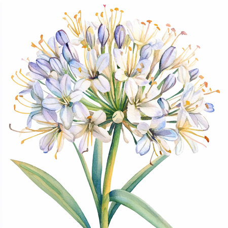 Watercolor illustration of a bouquet of Agapanthus flowers.のイラスト素材