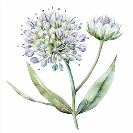 Elegant watercolor illustration of Allium eryngium.のイラスト素材