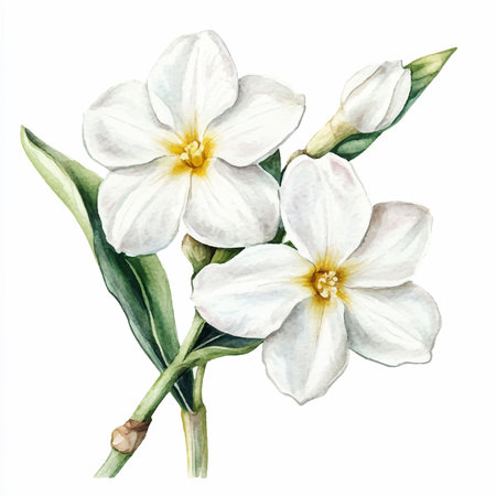 Watercolor illustration of white frangipani flowers on white backgroundのイラスト素材
