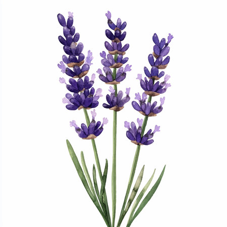 Lavender flowers isolated on white background. Watercolor illustration.のイラスト素材