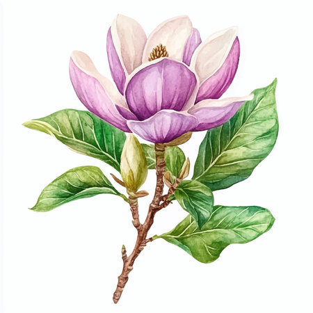 Magnolia flowers isolated on white background. Hand drawn watercolor illustrationのイラスト素材