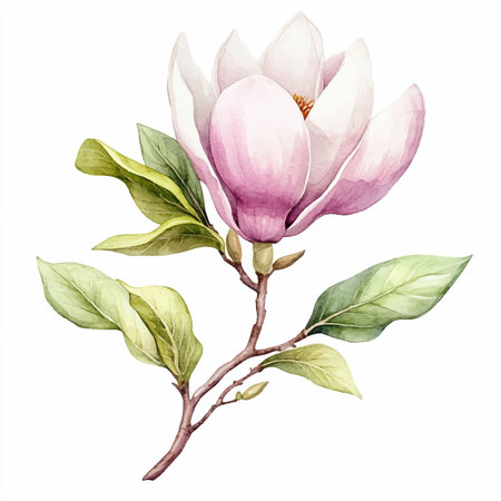 Magnolia flower. Watercolor illustration. Isolated on white background.のイラスト素材