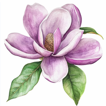 Magnolia flower. Hand drawn watercolor illustration on white background.のイラスト素材