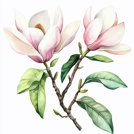 Magnolia flowers. Watercolor illustration. Isolated on white background.のイラスト素材