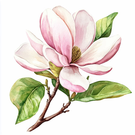 Magnolia flowers on a white background. Watercolor hand drawn illustrationのイラスト素材