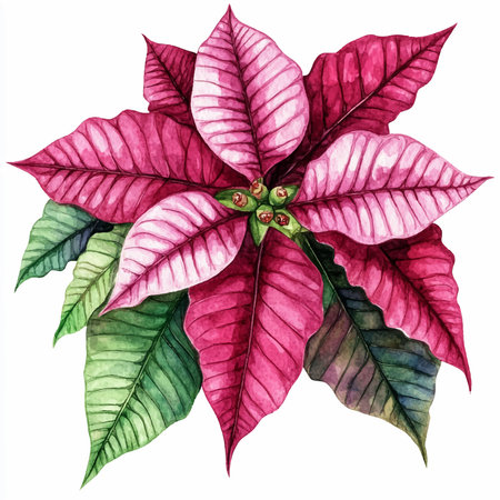 Watercolor poinsettia on white background. Hand drawn illustration.のイラスト素材