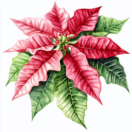 Watercolor poinsettia isolated on white background. Hand drawn illustration.のイラスト素材