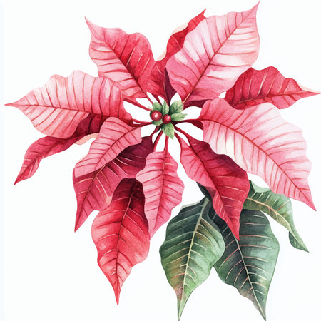 Watercolor poinsettia isolated on white background. Hand drawn illustration.のイラスト素材