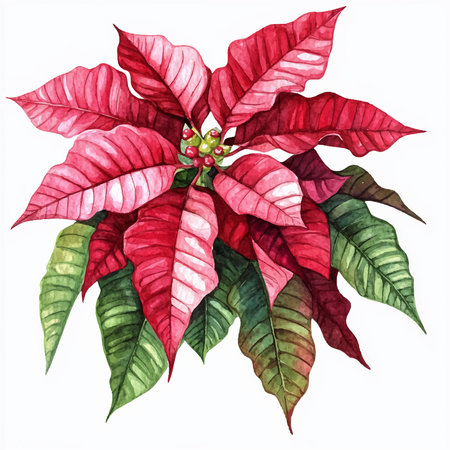 Watercolor poinsettia isolated on white background. Hand drawn illustration.のイラスト素材