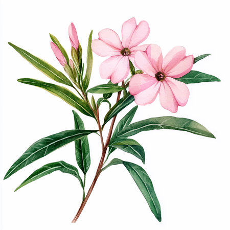 Watercolor pink oleander flowers isolated on white background. Hand drawn illustrationのイラスト素材