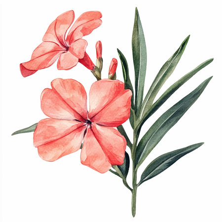 Watercolor hand drawn oleander flowers isolated on white background.のイラスト素材