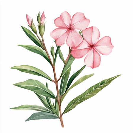 Watercolor pink flowers isolated on white background. Hand painted botanical illustration.のイラスト素材