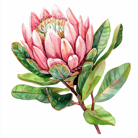 Watercolor protea flower isolated on white background. Hand drawn illustrationのイラスト素材