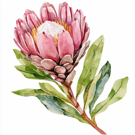 Watercolor protea flower. Hand painted illustration isolated on white backgroundのイラスト素材