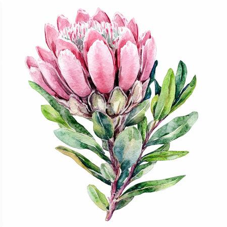Watercolor protea flower bouquet. Hand painted illustration isolated on white backgroundのイラスト素材