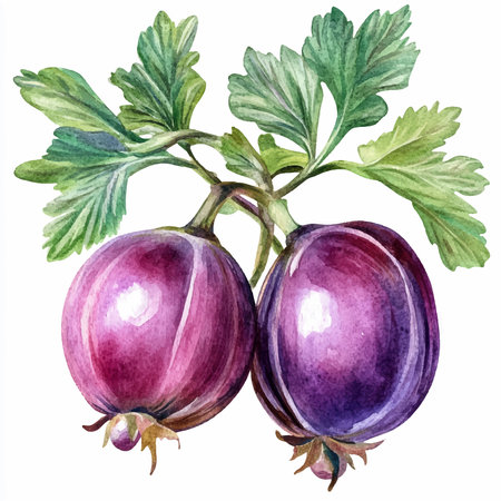 Watercolor illustration of gooseberry. Hand drawn watercolor illustration.のイラスト素材