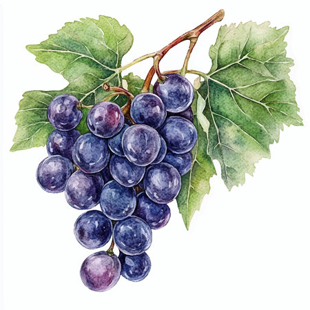 Grapes on a branch. Hand drawn watercolor illustration.のイラスト素材