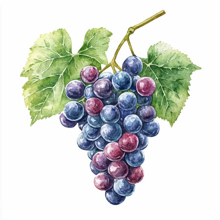 Watercolor illustration of a bunch of grapes on a white background.のイラスト素材