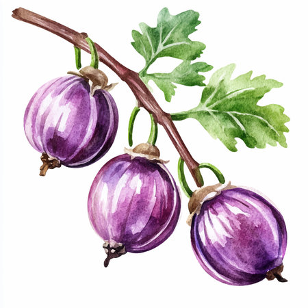 Watercolor illustration of gooseberry. Isolated on white background.のイラスト素材