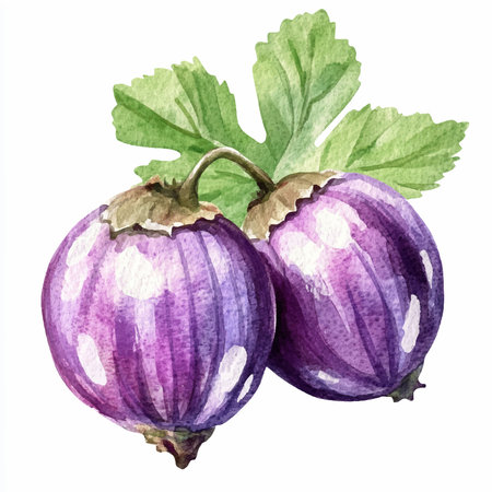 Watercolor illustration of ripe purple gooseberry on a white background.のイラスト素材