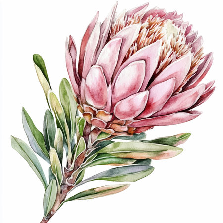 Watercolor protea flower. Hand painted illustration isolated on white backgroundのイラスト素材