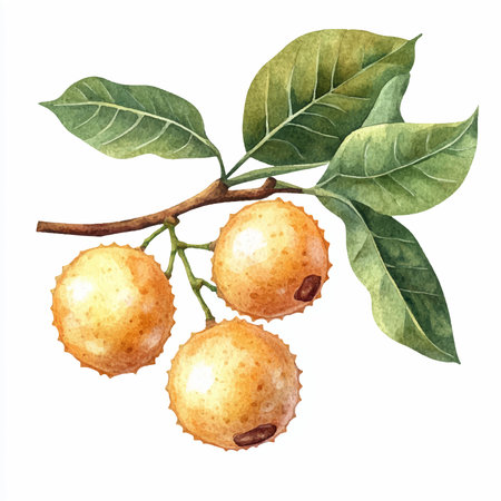 Lychee fruits with leaves isolated on white background. Watercolor hand drawn illustrationのイラスト素材