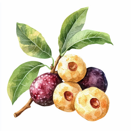 Hand drawn watercolor illustration of black currant berries on white backgroundのイラスト素材