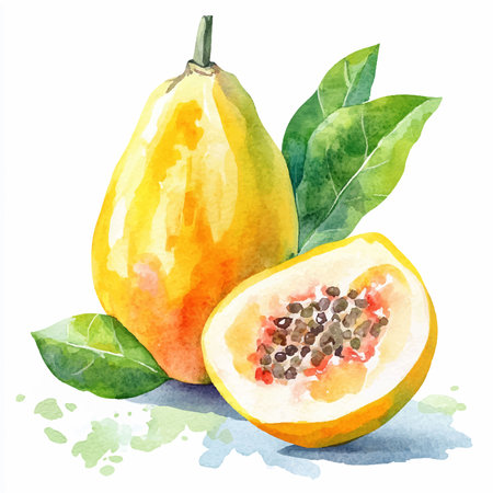 Papaya fruit with leaves, watercolor illustration on white backgroundのイラスト素材