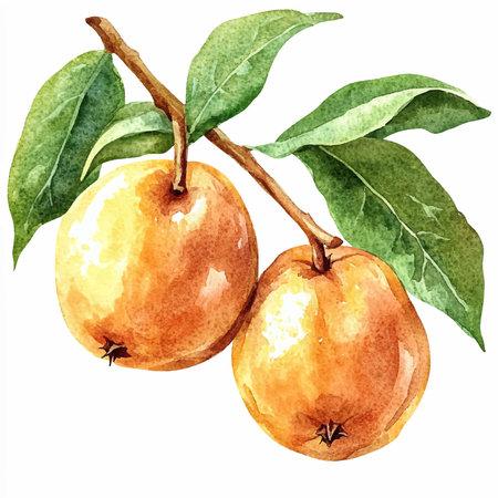 Watercolor illustration of ripe pears on a branch with leaves.のイラスト素材