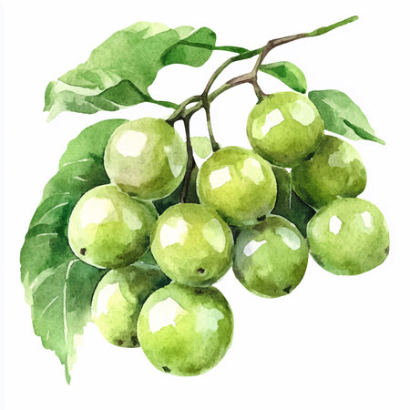 Watercolor illustration of a branch with green grapes on a white backgroundのイラスト素材