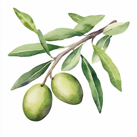 Olive branch with green olives. Hand drawn watercolor illustrationのイラスト素材