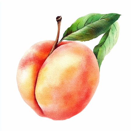 Peach. Isolated on white background. Watercolor illustration.のイラスト素材