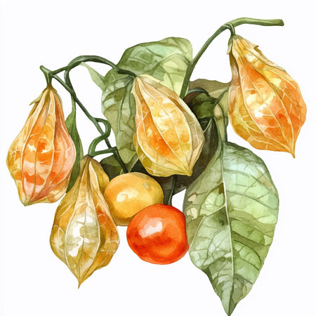 Watercolor painting of physalis branch. Hand drawn illustration on white backgroundのイラスト素材