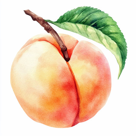 Watercolor peach. Hand drawn illustration. Isolated on white backgroundのイラスト素材
