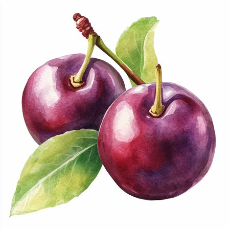 Watercolor illustration of cherry. Isolated on a white background.