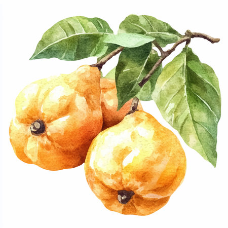 Watercolor quince on a white background. Hand drawn illustration.のイラスト素材