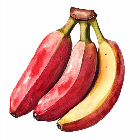 Watercolor red bananas isolated on white background. Hand drawn illustration.のイラスト素材