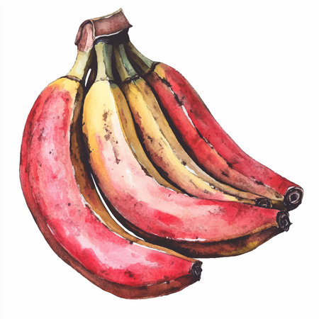 Watercolor illustration of a bunch of bananas on a white background.のイラスト素材