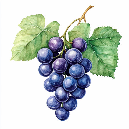 Grapes on a white background. Hand drawn watercolor illustrationのイラスト素材