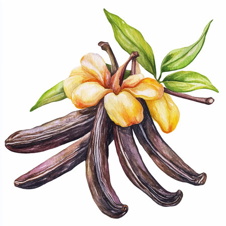 Vanilla pods with flowers and leaves, hand drawn watercolor illustrationのイラスト素材