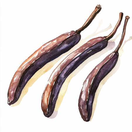 Watercolor illustration of carob pods. Hand drawn vector illustration.のイラスト素材
