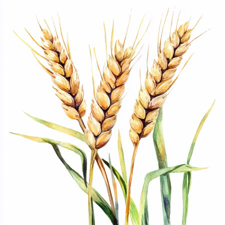 Watercolor wheat ears. Hand drawn illustration isolated on white background.のイラスト素材