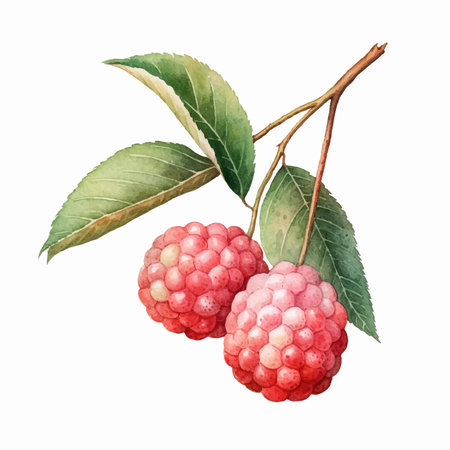 Raspberry. Hand drawn watercolor illustration, isolated on white backgroundのイラスト素材
