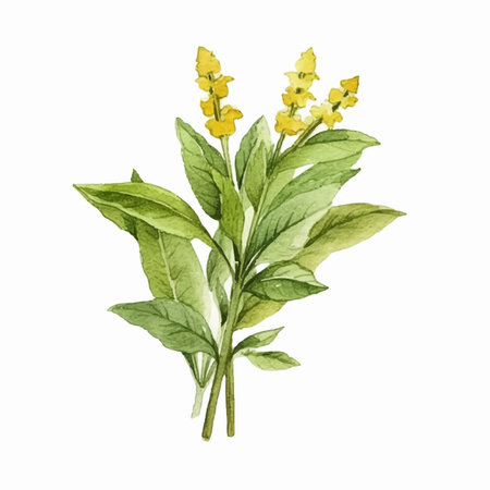 Watercolor illustration of oregano plant with yellow flowers and green leavesのイラスト素材