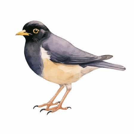 watercolor drawing of a bird on a white background, isolated objectのイラスト素材
