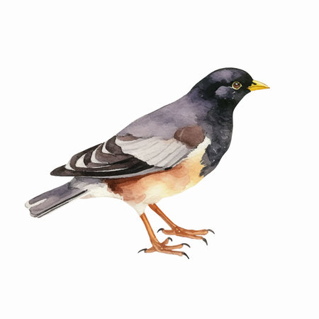Watercolor bullfinch isolated on white background. Hand drawn illustration.のイラスト素材